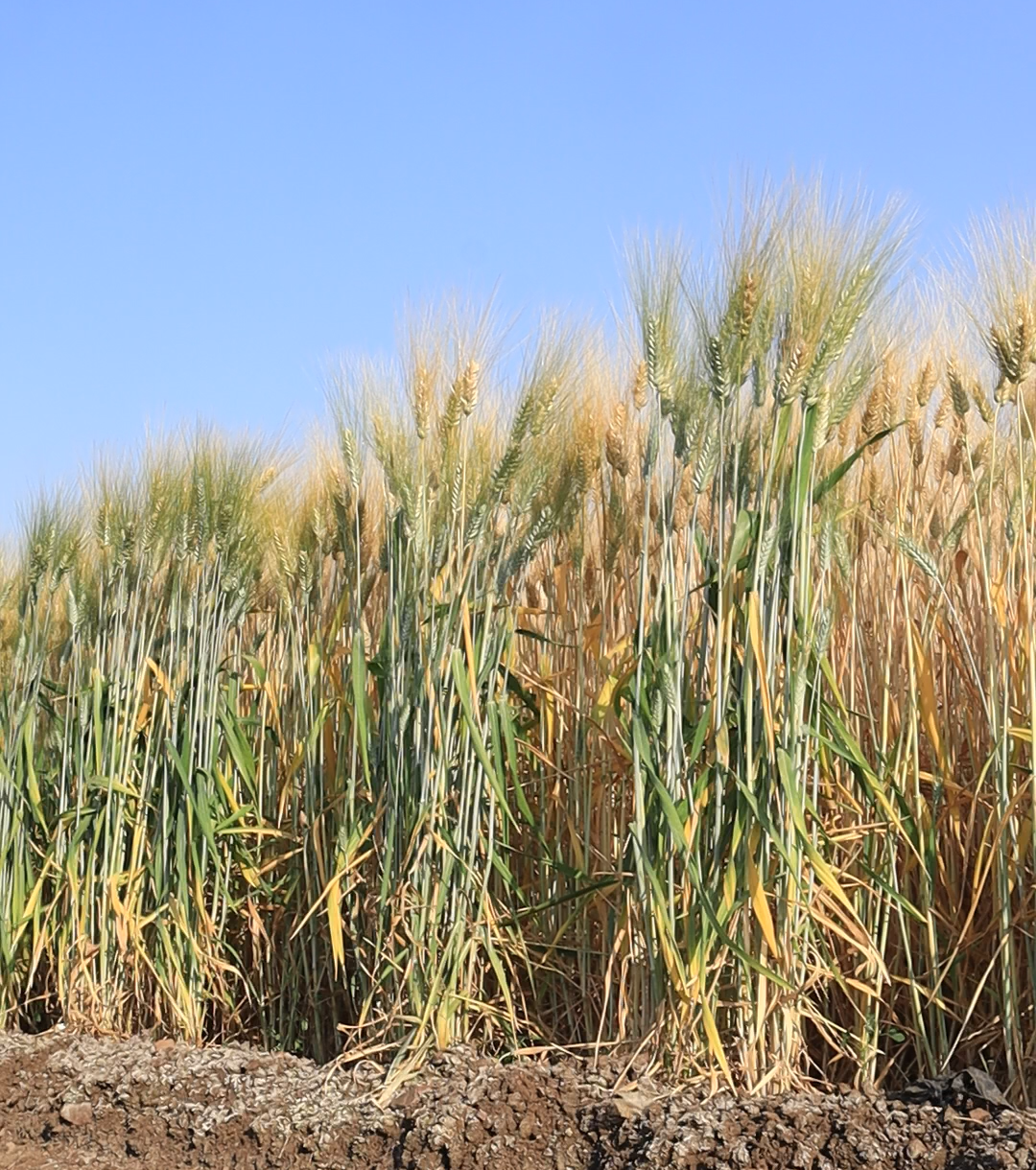 HI 8840 Pusa Gehun Gaurav Wheat Seeds
